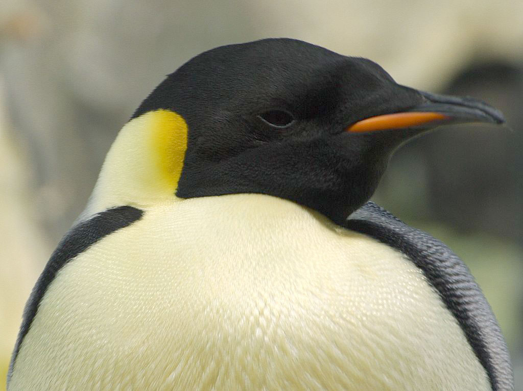 This photo is an example of the Majicko photo gallery feature.