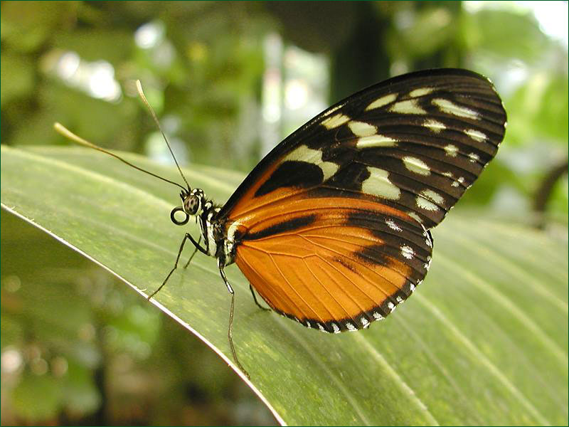 This is a sample picture of a butterfly